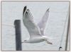 snap seagull by Sergio Di Giovanni
