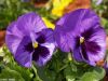 Purple Pansy by Valorie Spencer