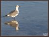 See? Gull. by Valorie Spencer