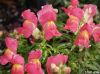 Pink Snapdragons by Valorie Spencer