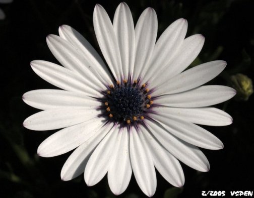 Purple Eye Daisy