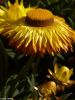 Paper Daisy - Strawflower by Valorie Spencer