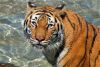 Tiger by John Tigges