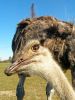 Ostrich by Christopher Ashworth