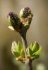 Spring Botanical by Christopher Ashworth