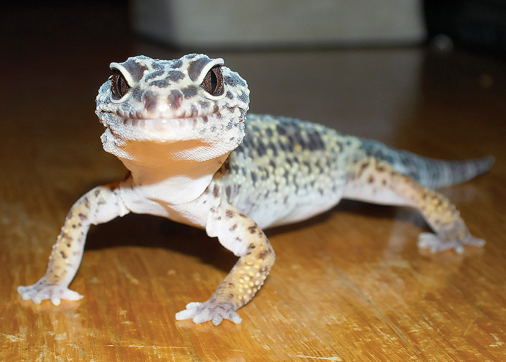Ebby the Gecko attacks!