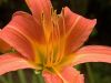 Day Lily Macro by Christopher Ashworth