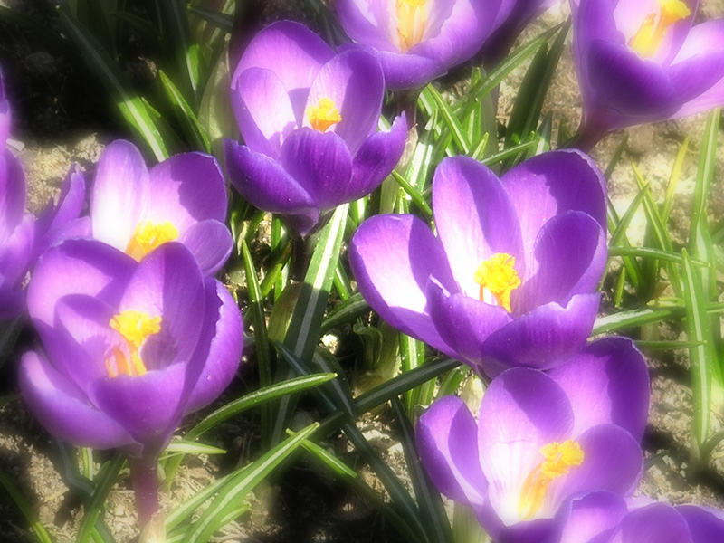 Crocus