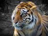 Tiger2 by Christopher Ashworth