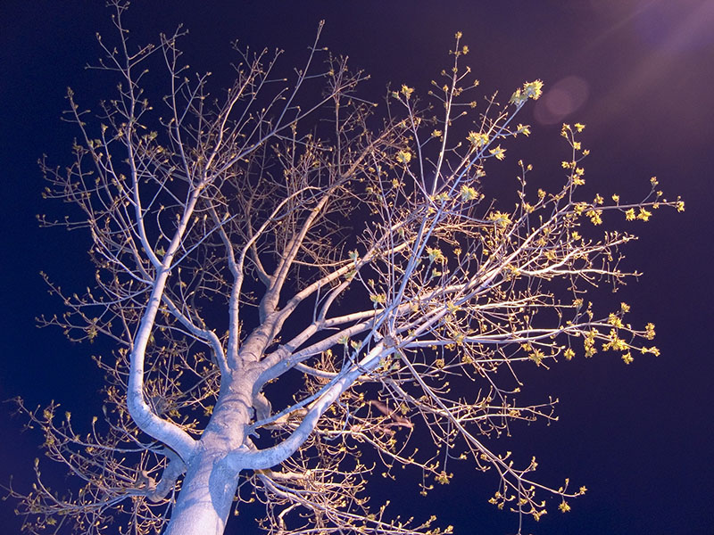 Spring Night Branches