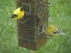 Yellow Finches by Christopher Ashworth