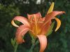 Day Lily by Christopher Ashworth