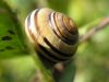 Snail2 by Christopher Ashworth