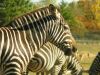 Zebra by Christopher Ashworth