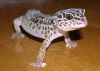 Ebby the Gecko by Christopher Ashworth