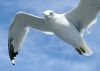 Seagull2 by Christopher Ashworth