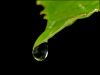 Water Droplet by Phil Battersby