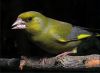 Greenfinch (Carduelis Chloris) by Phil Battersby