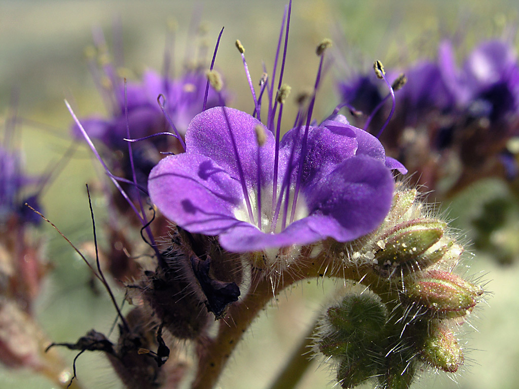 Scorpionweed (Phacelia distans)