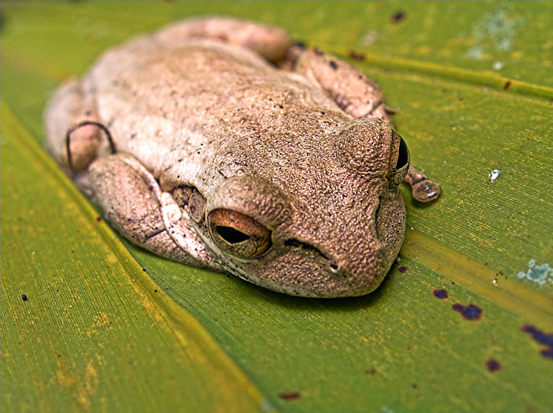 angry tree frog?