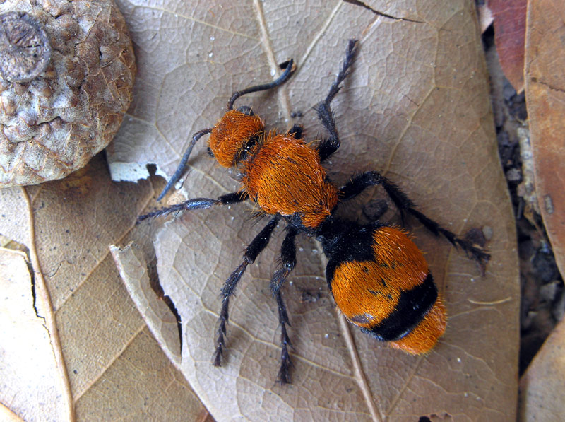 Velvet ant on forest floor