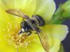 bumblebee on flower by Joe Saladino