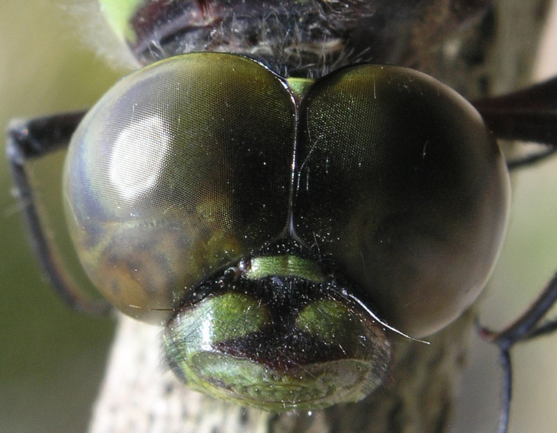 Dragonfly eyes