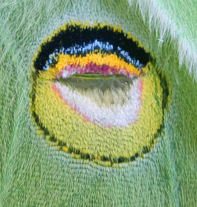 Luna moth wing eyespot