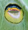 Luna moth wing eyespot by Joe Saladino