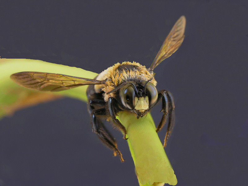 bee on twig