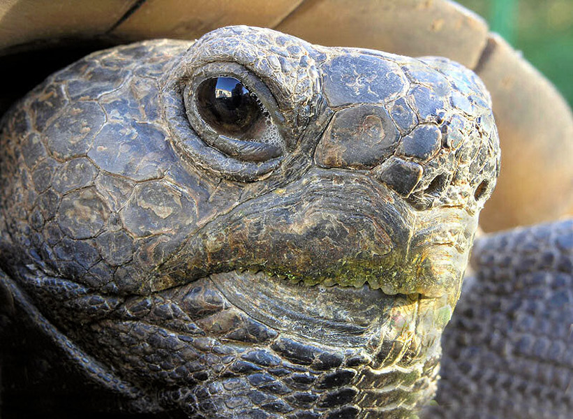 Florida gopher tortoise