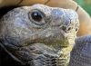 Florida gopher tortoise by Joe Saladino