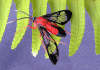 Moth on fern by Joe Saladino