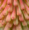 Poker plant flower bud cluster by Joe Saladino