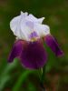 purple iris by Joe Saladino