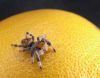 Spider on orange by Joe Saladino