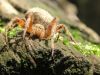 Orb spider 2 by Joe Saladino