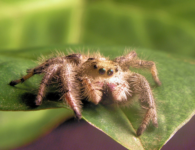 Wolf spider