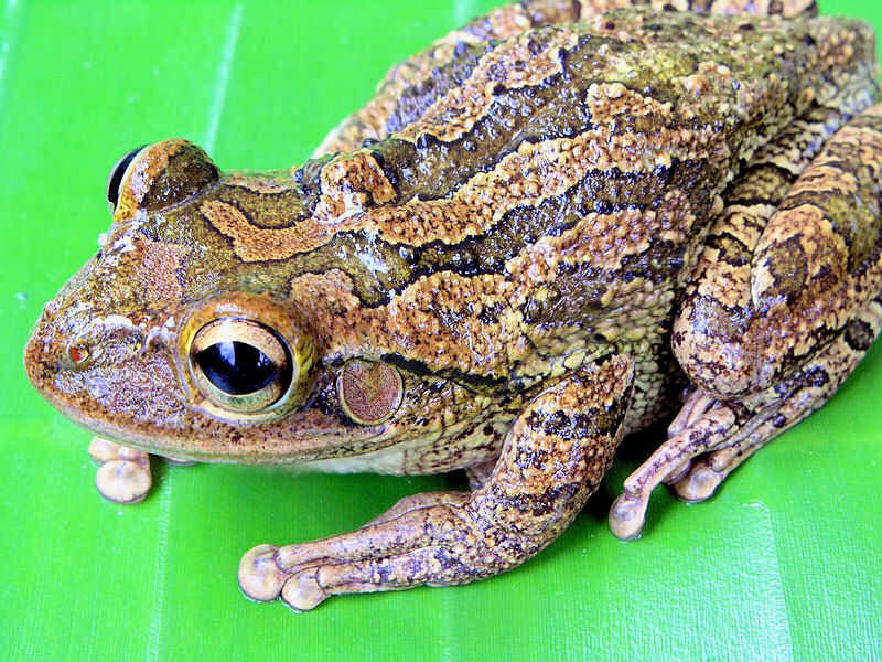 Tree frog on leaf