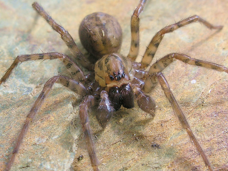 Wolf spider on the prowl