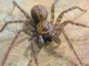 Wolf spider on the prowl by Joe Saladino