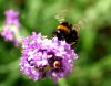 Bumble Bee (3)