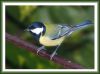 Great Tit (6)