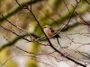 Fresh blossom for the Chaffinch by Fonzy -