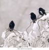 Starling's in the snow by Fonzy -
