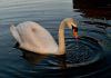 Swan alone again by Fonzy -