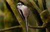 Long Tailed Tit (3) by Fonzy -