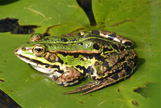 frog 3