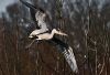 Grey Heron Landing by Fonzy -
