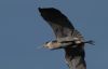 Grey Heron in Flight by Fonzy -